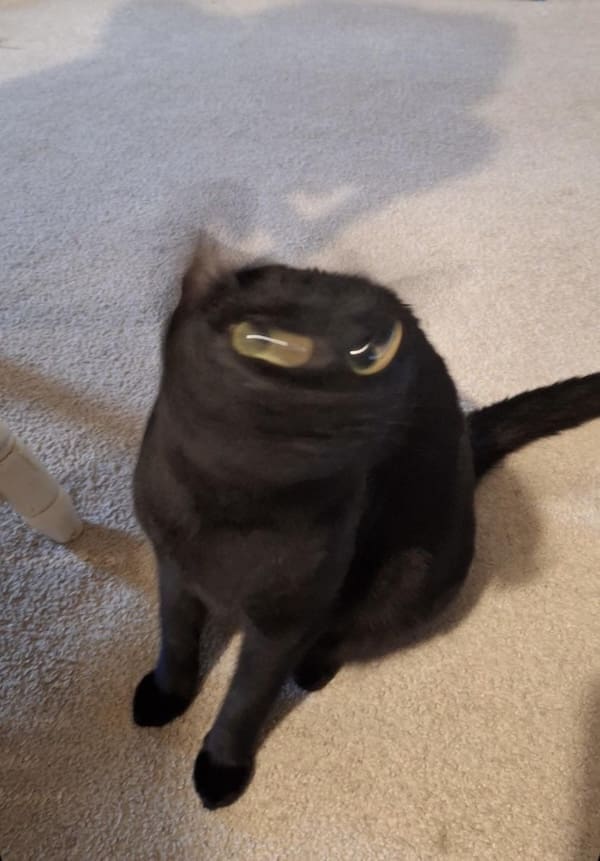 Blurry cats effect: black cat’s face and ears swirled in a whirlwind of motion blur.
