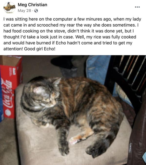 cat stories, wholesome cat stories, cute kittens, cat videos, rescue cats, feline heroes, cat comfort, pet stories, animal companionship, cat behavior, heartwarming stories, pet rescue, cat cuddles, cat owners, kitty magic, cat tales, animal therapy