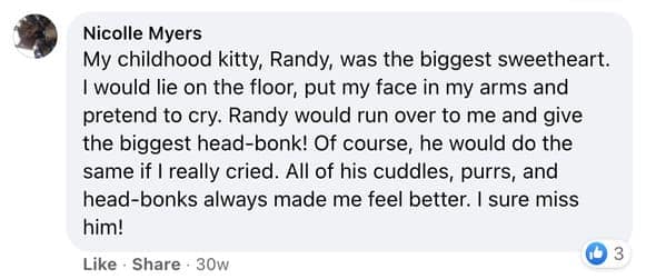 cat stories, wholesome cat stories, cute kittens, cat videos, rescue cats, feline heroes, cat comfort, pet stories, animal companionship, cat behavior, heartwarming stories, pet rescue, cat cuddles, cat owners, kitty magic, cat tales, animal therapy