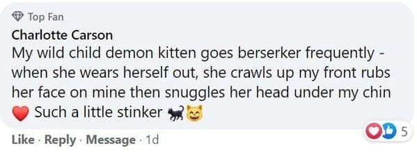 cat stories, wholesome cat stories, cute kittens, cat videos, rescue cats, feline heroes, cat comfort, pet stories, animal companionship, cat behavior, heartwarming stories, pet rescue, cat cuddles, cat owners, kitty magic, cat tales, animal therapy