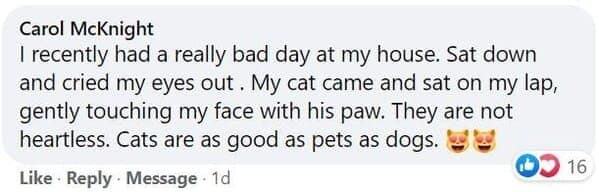 cat stories, wholesome cat stories, cute kittens, cat videos, rescue cats, feline heroes, cat comfort, pet stories, animal companionship, cat behavior, heartwarming stories, pet rescue, cat cuddles, cat owners, kitty magic, cat tales, animal therapy