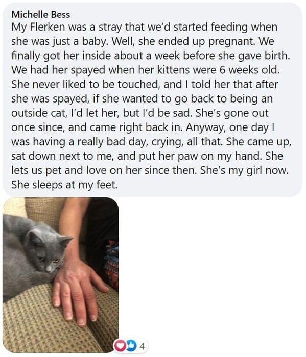 cat stories, wholesome cat stories, cute kittens, cat videos, rescue cats, feline heroes, cat comfort, pet stories, animal companionship, cat behavior, heartwarming stories, pet rescue, cat cuddles, cat owners, kitty magic, cat tales, animal therapy