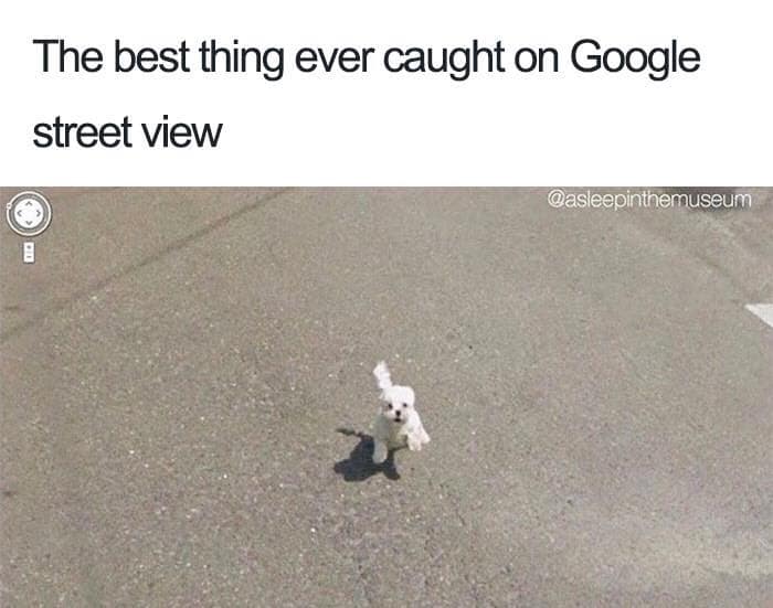The best thing ever caught on Google street view @asleepinthemuseum