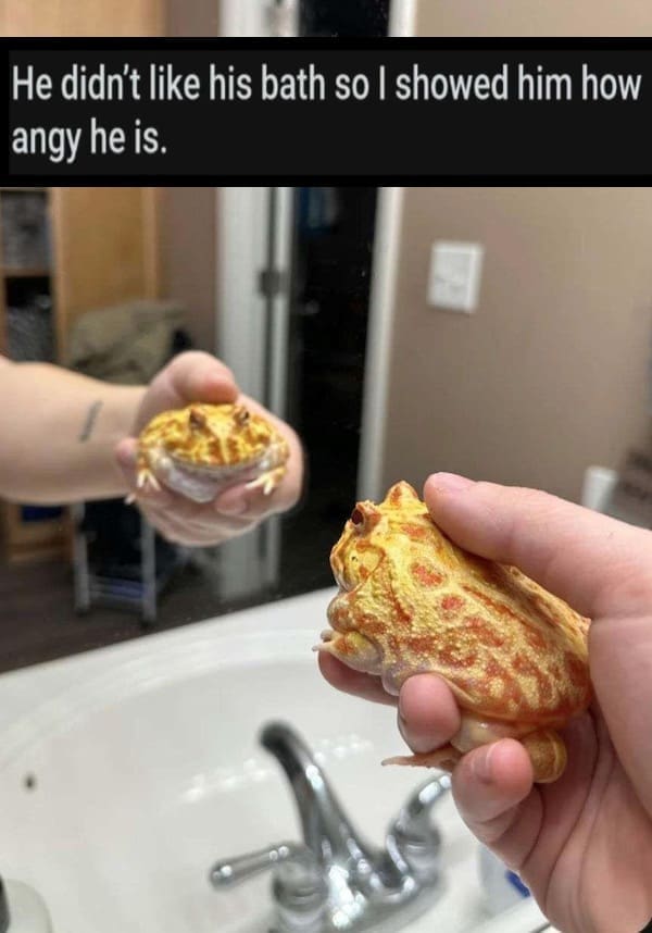 A grumpy yellow frog is held up to a mirror with the caption about bath-time anger