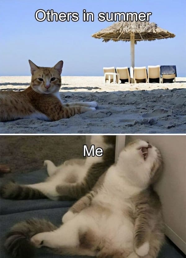 A two-panel cat meme—top shows a relaxed cat on the beach, labeled “Others in summer,” bottom shows a cat lying down with mouth open, labeled “Me.”