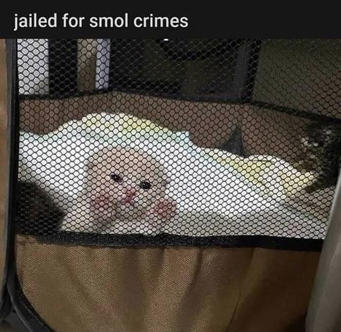 classic memes, vintage memes, viral tweets, funny memes, meme classics, internet humor, meme collection, timeless memes, old memes, popular memes, hilarious tweets, throwback memes, meme archive, meme nostalgia, funny viral moments, old memes, best memes