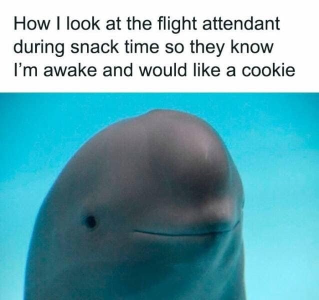 How I look at the flight attendant during snack time so they know I'm awake and would like a cookie