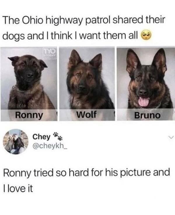 The Ohio highway patrol shared their dogs and I think I want them all Ronny Wolf Bruno Chey @cheykh_ Ronny tried so hard for his picture and Tlove it