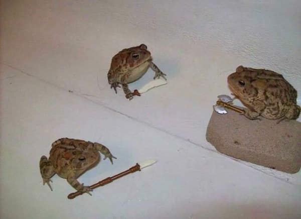 Three toads holding tiny spears in a mock tribal meeting setup