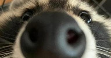 Raccoon close-up with nose pressed against the camera lens