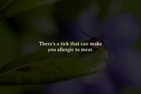 There's a tick that can make you allergic to meat.
