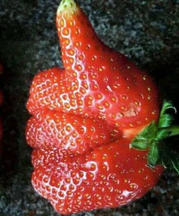 cursed food, cursed images, weird food combinations, food images, appetite memes, bizarre food, gross cake memes, food horror images, bizarre snack memes, viral food fails, cursed recipes, kitchen nightmares, strange eats, shock food pics, food mashups, foodie horror memes, edible nightmares, cringe food memes, experimental eats, tastebud terror, food shock value