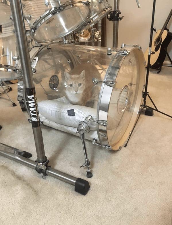 cursed instruments, instruments with threatening auras, weird instruments, instrument fails, bizarre music, odd instruments, performance art, music gadgets, funny instrument photos, experimental music, custom instruments, music humor, instrument design, odd musical gear, creepy instruments