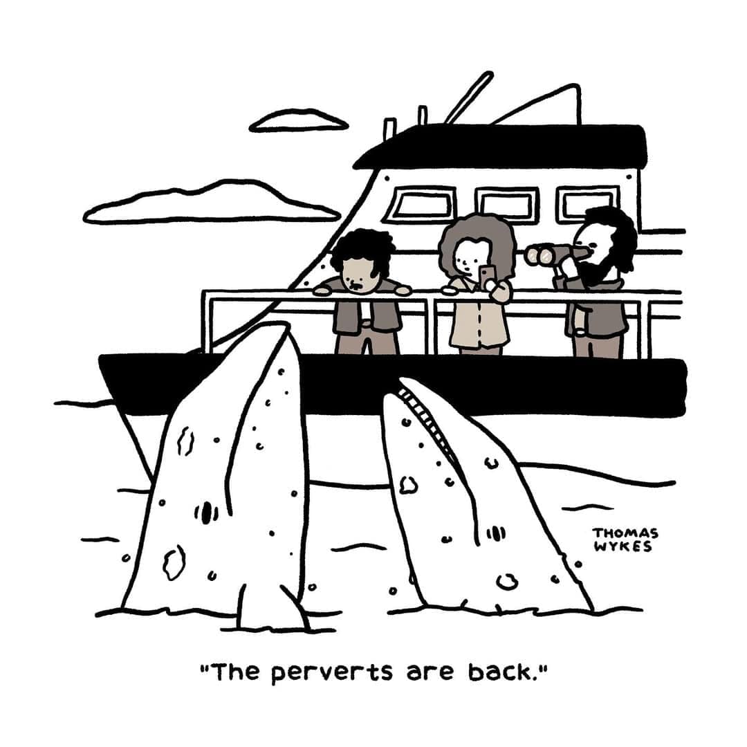 Whales spy on people aboard a tour boat