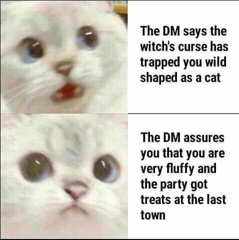 D&D memes fluffy cat wild shape DM curse joke