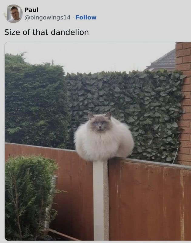 Fluffy cat sitting on fence post mistaken for a dandelion.