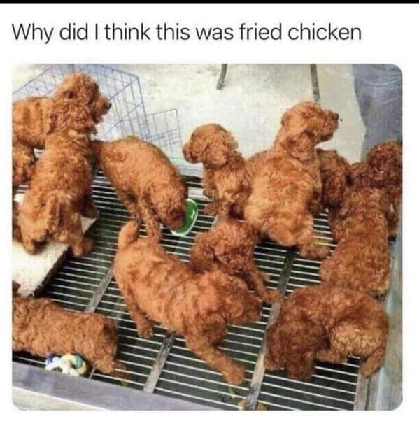 Group of brown curly-haired puppies that resemble fried chicken pieces.