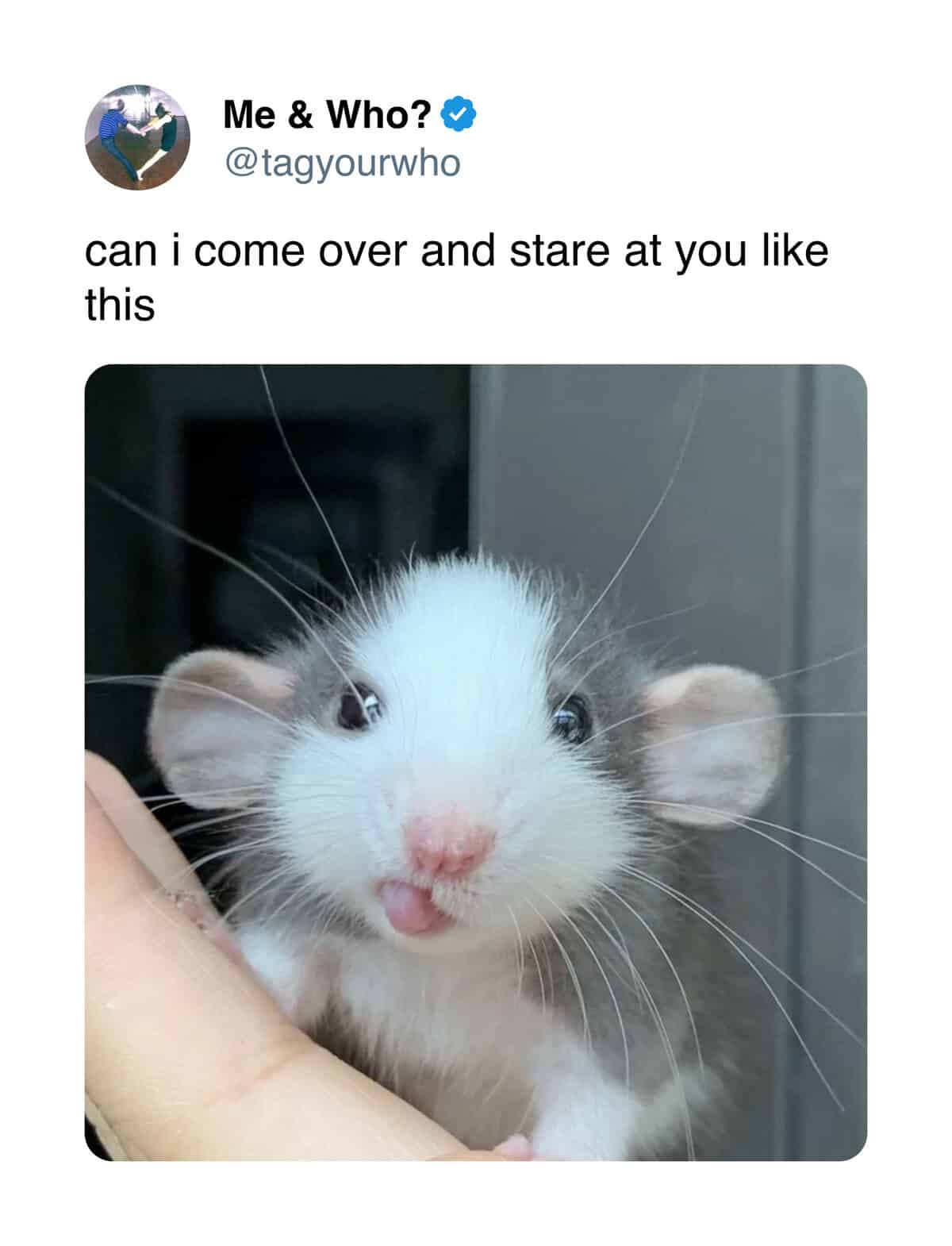 Cute baby rat with tongue out and funny caption