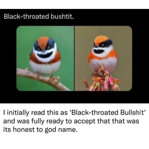 I initially read this as 'Black-throated Bullshit' and was fully ready to accept that that was its honest to god name.