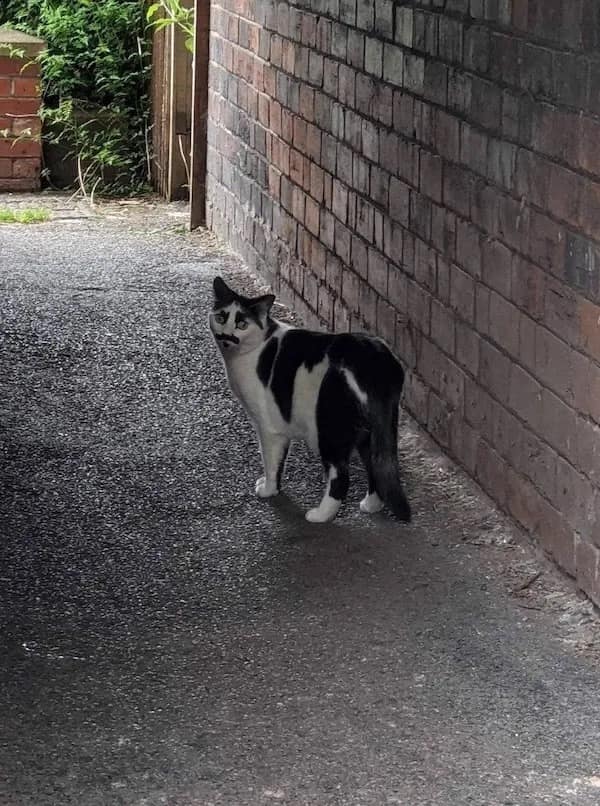 Cat with fur that looks like it has a mustache