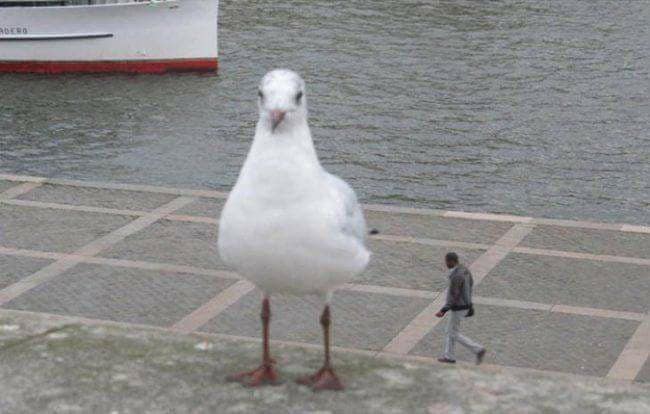 funny optical illusions image of a seagull in the foreground and a tiny man in the background, making it look like the seagull is gigantic