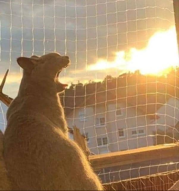 funny optical illusions image of a cat yawning on a balcony, looking like it’s eating the sun due to the perspective