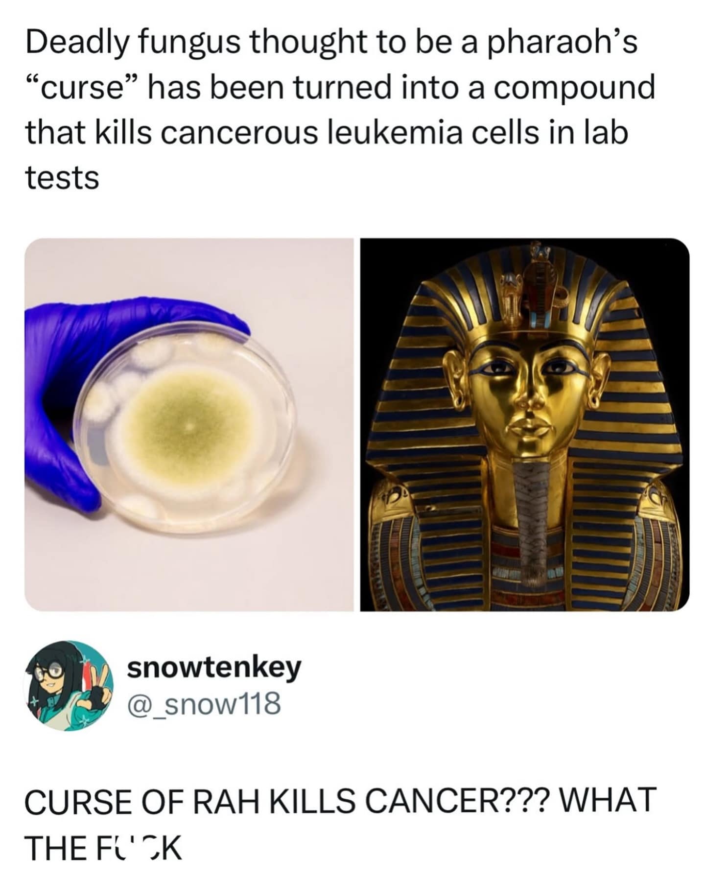 Deadly fungus thought to be a pharaoh's "curse" has been turned into a compound that kills cancerous leukemia cells in lab tests