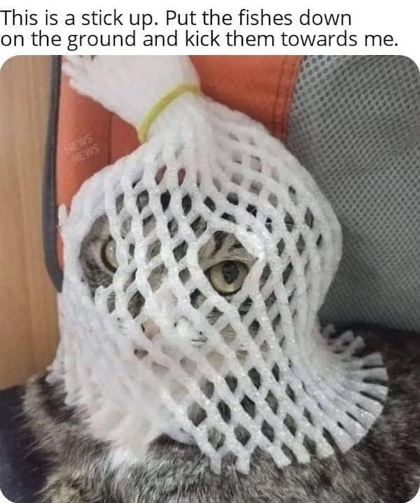 This is a stick up. Put the fishes down on the ground and kick them towards me.