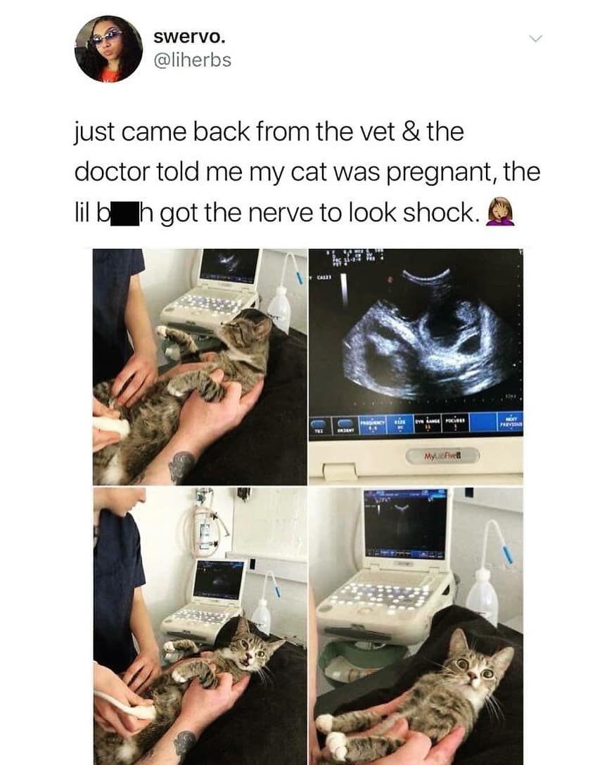 just came back from the vet & the doctor told me my cat was pregnant, the h got the nerve to look
