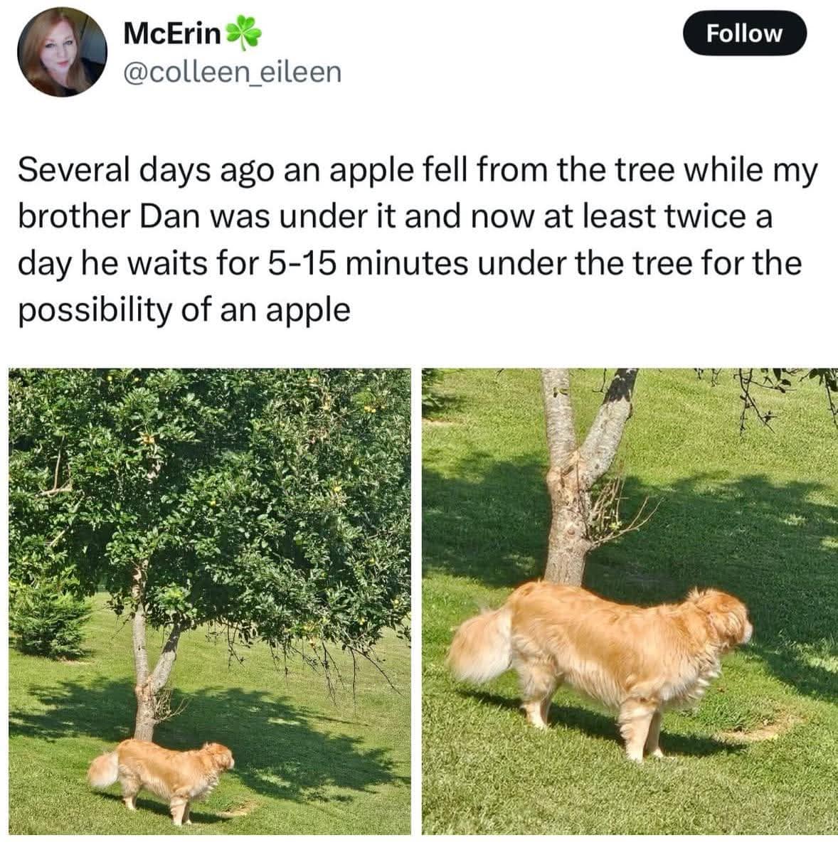 Several days ago an apple fell from the tree while my brother Dan was under it and now at least twice a day he waits for 5-15 minutes under the tree for the possibility of an apple