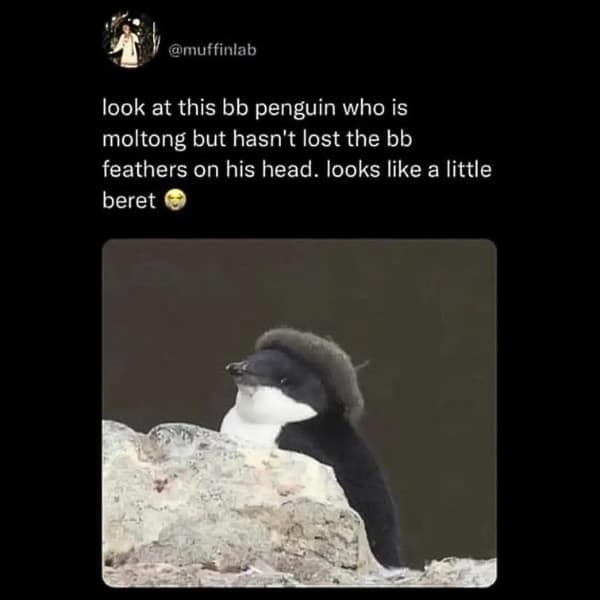 Baby penguin molting with fluffy feathers on head like a beret