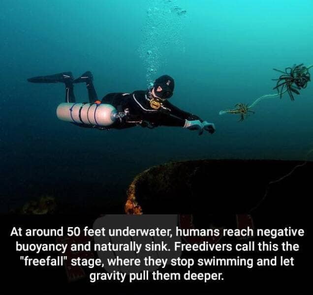 At around 50 feet underwater, humans reach negative buoyancy and naturally sink. Freedivers call this the "freefall" stage, where they stop swimming and let gravity pull them deeper.