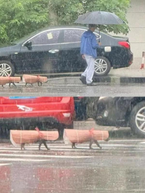 Dogs carrying rolled-up rugs in the rain like tiny delivery workers