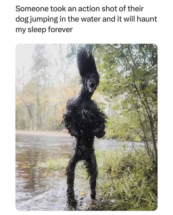 Someone took an action shot of their dog jumping in the water and it will haunt my sleep forever