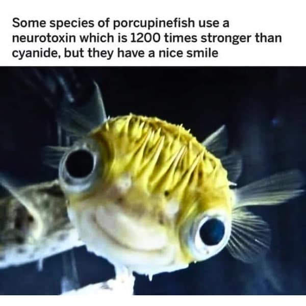 Porcupinefish with wide eyes and smile despite being dangerous