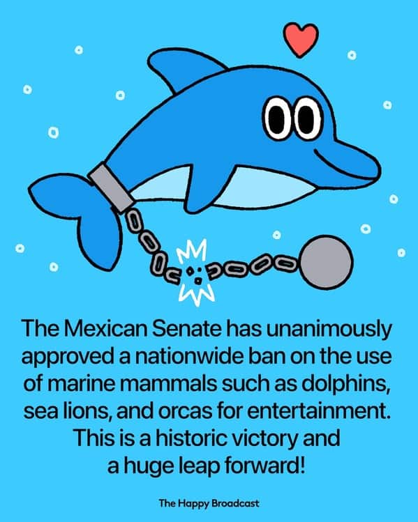Cartoon dolphin breaking free from chains celebrating a marine mammal entertainment ban in Mexico.