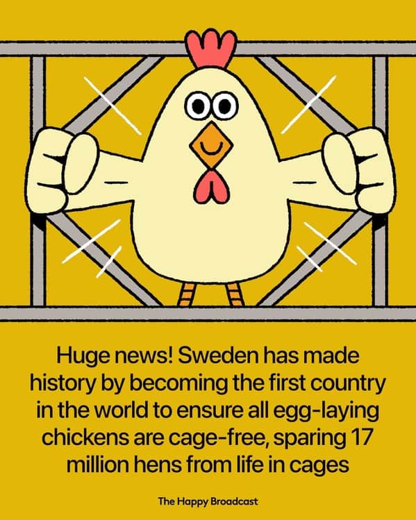 Illustration of a chicken breaking free from a cage with text about Sweden’s cage-free egg law.