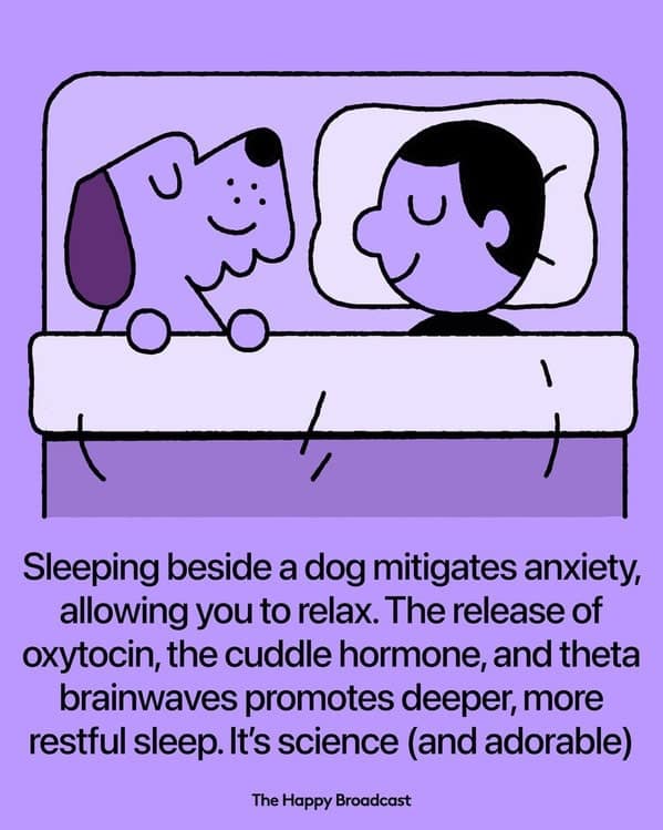 Illustration of a person sleeping with a dog, showing benefits of oxytocin and better sleep.