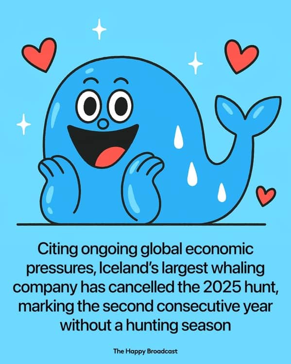 Cartoon blue whale with hearts celebrating Iceland canceling 2025 whale hunting.