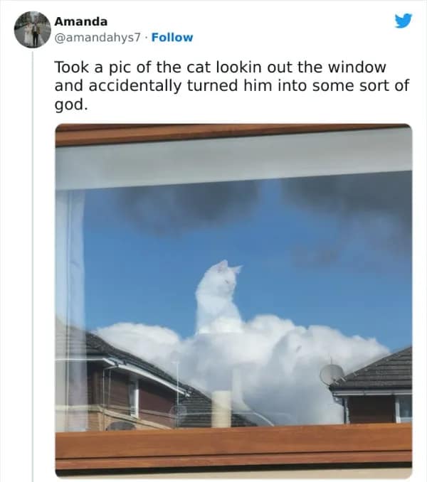 Took a pic of the cat lookin out the window and accidentally turned him into some sort of god.