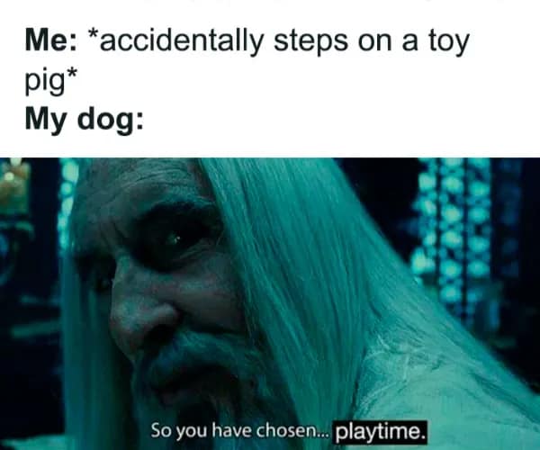 Me: *accidentally steps on a toy pig* My dog: So you have chosen... playtime.