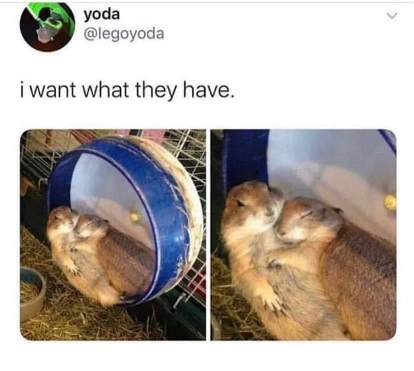 i want what they have.