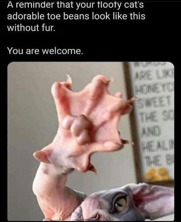 A reminder that your flooty cat's adorable toe beans look like this without fur. You are welcome.