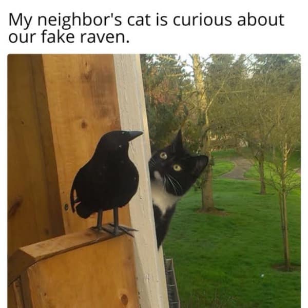 meme dump, funny memes, hilarious memes, trending memes, dank memes, viral memes, office memes, work memes, reaction memes, snackable humor, break-time memes, digital comedy, lunchtime laughs, internet memes, shareable memes, comic relief, midday pick-me-up, group chat memes, viral humor, quick punchlines, endless scroll memes, caffeine replacement memes, internet memes, dank meme dump