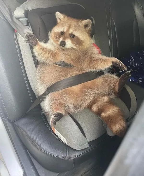 trending memes, viral memes, meme collection, meme roundup, dank memes, internet jokes, meme collection, meme gallery, dank memes, dank meme dump, memes funny, internet meme