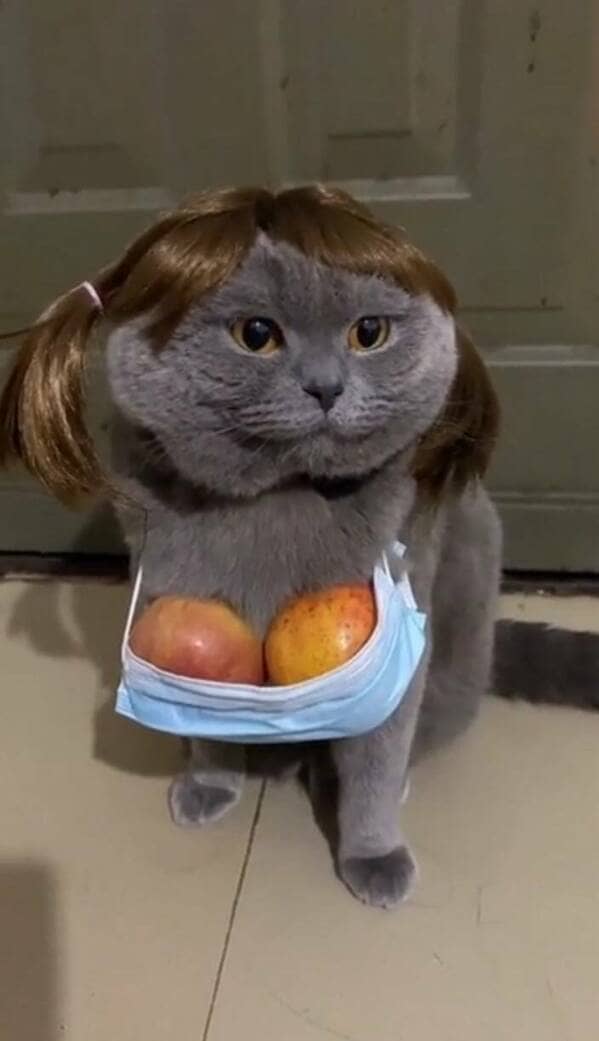 trending memes, viral memes, meme collection, meme roundup, dank memes, internet jokes, meme collection, meme gallery, dank memes, dank meme dump, memes funny, internet meme