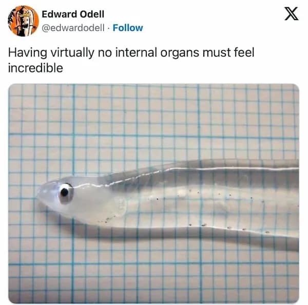 meme dump, funny memes, hilarious memes, viral memes, meme collection, latest memes, relatable memes, meme break, lunch break memes, meme compilation, trending memes, daily laughs, best memes, meme therapy, dank memes, dank meme dump, internet meme