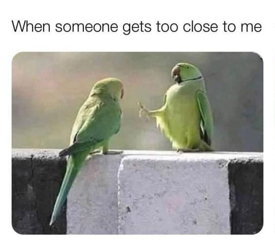 meme gallery, trending memes, meme roundup, dank memes, dank meme dump, memes funny, internet meme