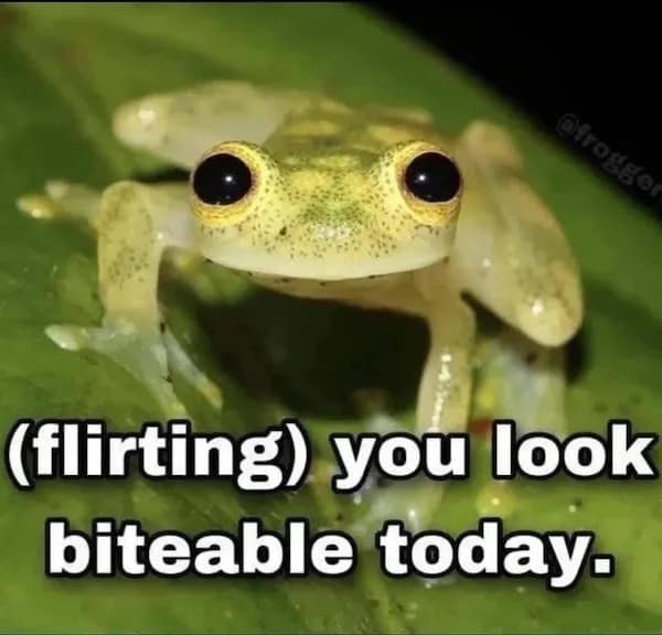 afrosser (flirting) you look biteable today.
