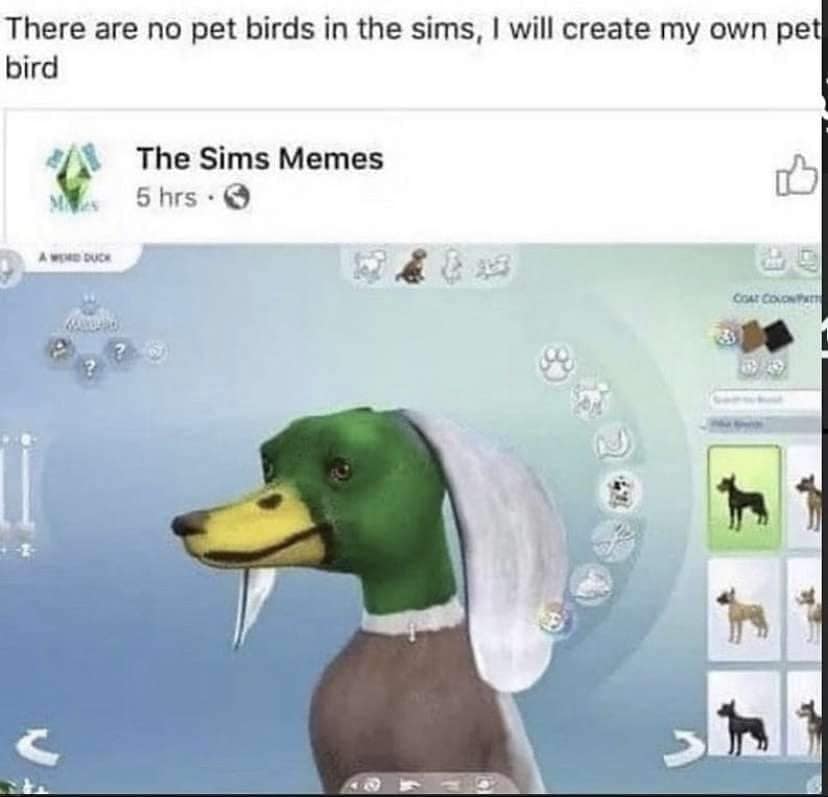 There are no pet birds in the sims, I will create my own pet bird The Sims Memes 5 hrs •